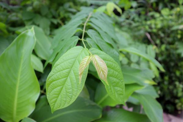 Kratom Color Spectrum How Red and Green Strains Stack Up Against Each Other